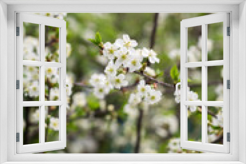 Fototapeta Naklejka Na Ścianę Okno 3D - White Cherry Blooming Trees