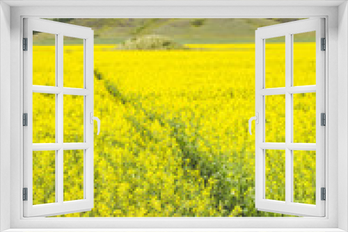 Fototapeta Naklejka Na Ścianę Okno 3D - Flowering rapeseed field. Yellow flowers. Altai