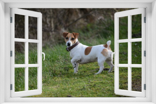 Fototapeta Naklejka Na Ścianę Okno 3D - Jack Russell Terrier (JRT)