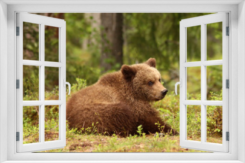 Fototapeta Naklejka Na Ścianę Okno 3D - Little brown bear sitting in the grass