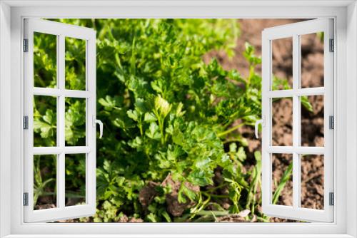 Fototapeta Naklejka Na Ścianę Okno 3D - parsley grows