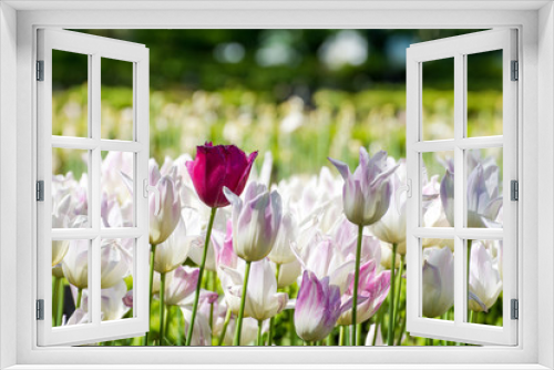 Fototapeta Naklejka Na Ścianę Okno 3D - tulips