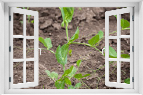 Fototapeta Naklejka Na Ścianę Okno 3D - Pea green plant
