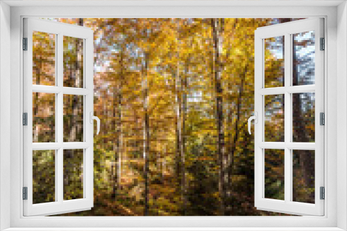 Fototapeta Naklejka Na Ścianę Okno 3D - Majestic landscape with autumn trees in forest
