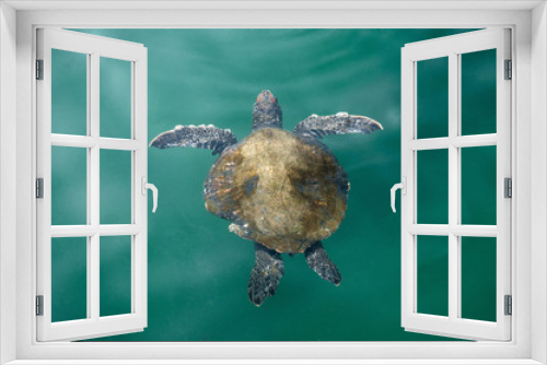 Fototapeta Naklejka Na Ścianę Okno 3D - Sea turtle