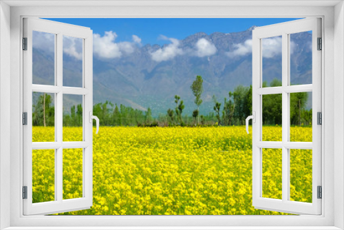 Fototapeta Naklejka Na Ścianę Okno 3D - Mustard flower field in  Kashmir, India