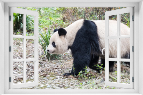 Fototapeta Naklejka Na Ścianę Okno 3D - giant panda closeup