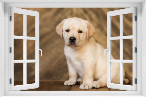 Fototapeta Naklejka Na Ścianę Okno 3D - Labrador puppy, on a brown background