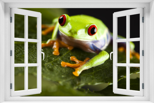 Fototapeta Naklejka Na Ścianę Okno 3D - Red eyed leaf frog