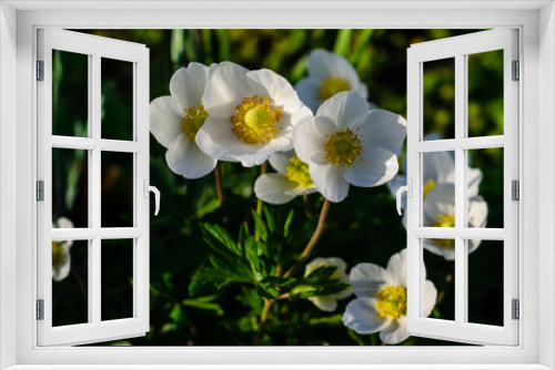 Fototapeta Naklejka Na Ścianę Okno 3D - White anemone blossoming on spring