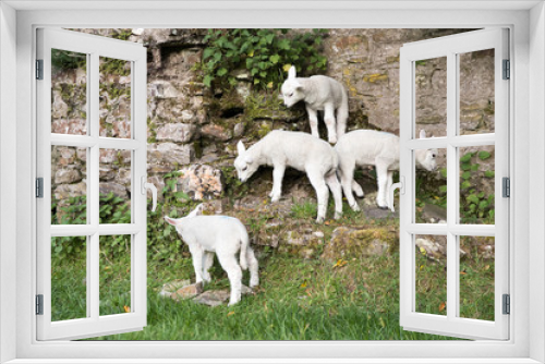 Fototapeta Naklejka Na Ścianę Okno 3D - Adventurous lambs climbing on a stone wall