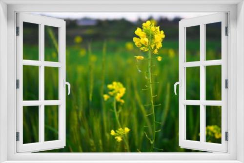 Fototapeta Naklejka Na Ścianę Okno 3D - Yellow flowers in a wheet field