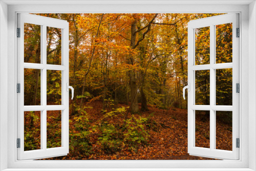 Fototapeta Naklejka Na Ścianę Okno 3D - Autumn colours