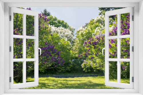 Fototapeta Naklejka Na Ścianę Okno 3D - Spring Blooming Lilac Trees Panorama