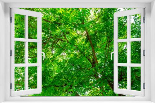 Fototapeta Naklejka Na Ścianę Okno 3D - Background of nature