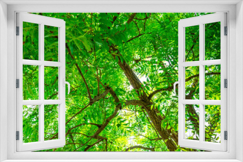Fototapeta Naklejka Na Ścianę Okno 3D - Background of nature