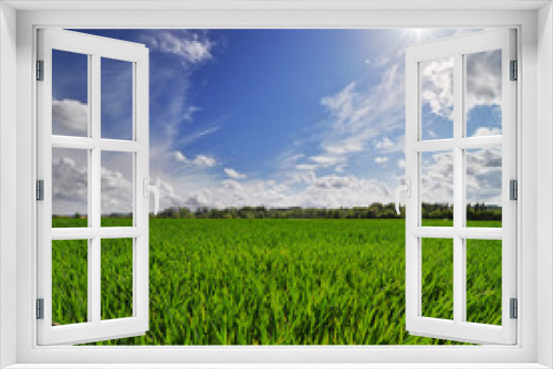 Fototapeta Naklejka Na Ścianę Okno 3D - Grass