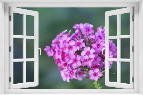 Fototapeta Naklejka Na Ścianę Okno 3D - Purple Phlox flower