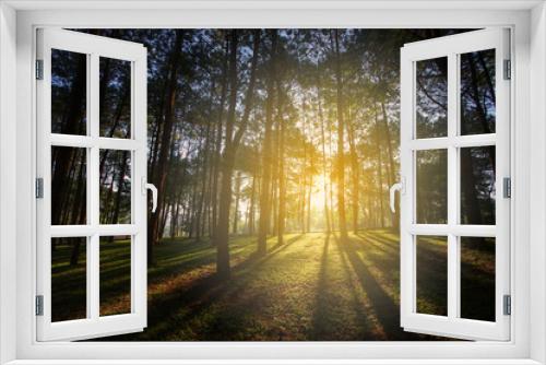 Fototapeta Naklejka Na Ścianę Okno 3D - Sunrise in pine forest