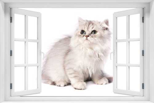 Fototapeta Naklejka Na Ścianę Okno 3D - persian kitten