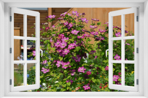 Fototapeta Naklejka Na Ścianę Okno 3D - A large number of flowers of purple climates in the background of the country house