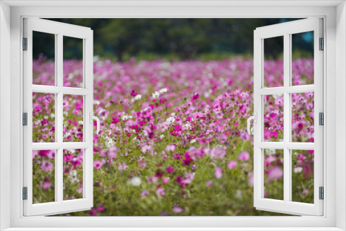 Fototapeta Naklejka Na Ścianę Okno 3D - Pink cosmos flower fields