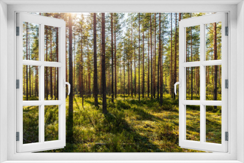 Fototapeta Naklejka Na Ścianę Okno 3D - sunny day in a pine forest
