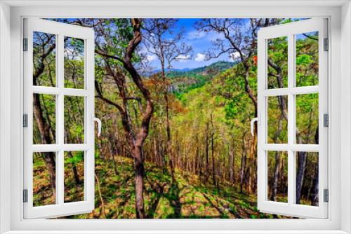 Fototapeta Naklejka Na Ścianę Okno 3D - warm spring sun shining through the canopy of tall beech trees