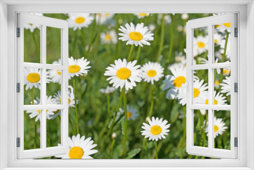 Fototapeta Naklejka Na Ścianę Okno 3D - Wiesenmargeriten, Leucanthemum