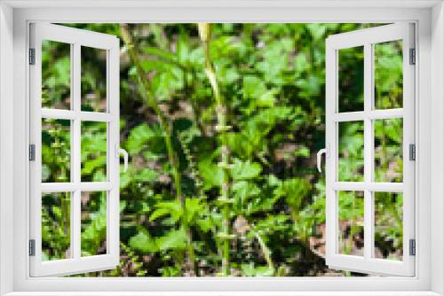 Fototapeta Naklejka Na Ścianę Okno 3D - Field or common horsetail, Equisetum arvense, young shoots macro with bokeh background, selective focus, shallow DOF