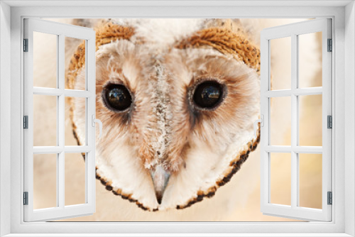 Fototapeta Naklejka Na Ścianę Okno 3D - baby owl chick