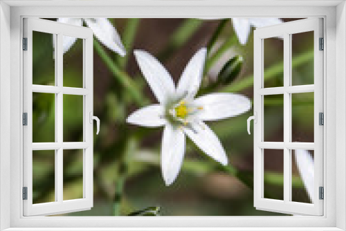 Fototapeta Naklejka Na Ścianę Okno 3D - An edelweiss flower