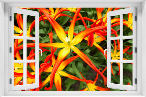 Fototapeta Naklejka Na Ścianę Okno 3D - Original tulips