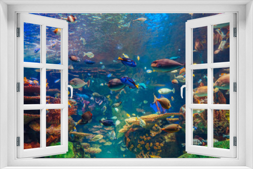 Fototapeta Naklejka Na Ścianę Okno 3D - Shoal group of many red yellow tropical fishes in blue water with coral reef, colorful underwater world, copyspace for text, background wallpaper