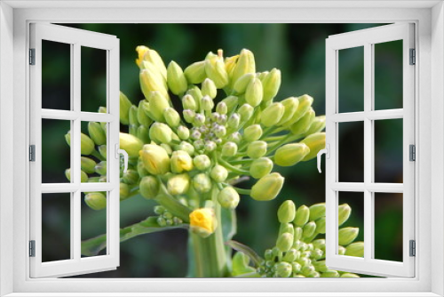 Fototapeta Naklejka Na Ścianę Okno 3D - Rapse flower