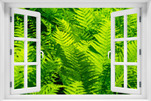 Fototapeta Naklejka Na Ścianę Okno 3D - Woodland green background