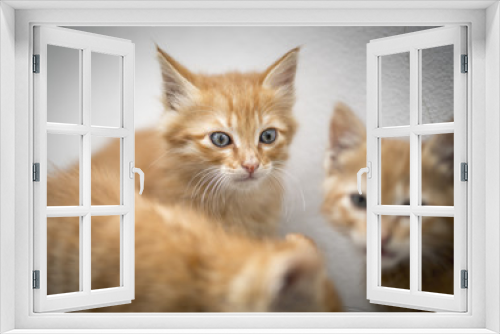 Fototapeta Naklejka Na Ścianę Okno 3D - 3 Kittens 1 Stare