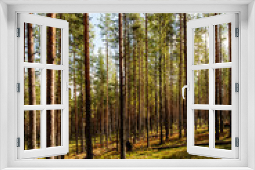 Fototapeta Naklejka Na Ścianę Okno 3D - Pine forest with berry bushes