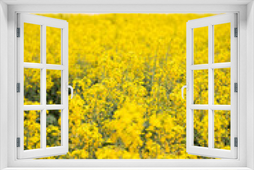 Fototapeta Naklejka Na Ścianę Okno 3D - A beautiful bright yellow spring rapeseed field against the background of a dark cloudy sky. Agroindustrial industry