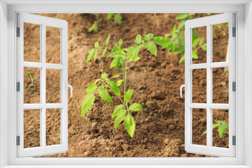 Fototapeta Naklejka Na Ścianę Okno 3D - Plant a sapling a tomato bush in the greenhouse