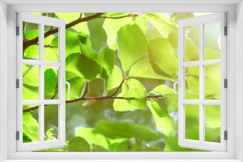 Fototapeta Naklejka Na Ścianę Okno 3D - green tree leafes