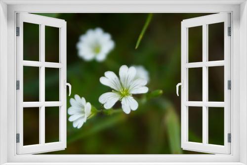 Fototapeta Naklejka Na Ścianę Okno 3D - nice wild flowers in green grass