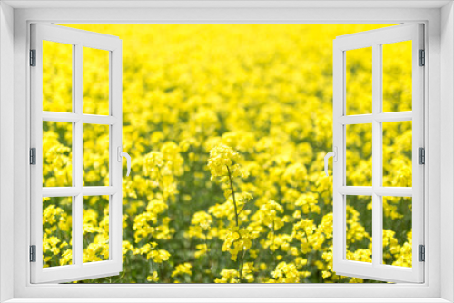 Fototapeta Naklejka Na Ścianę Okno 3D - 菜の花畑