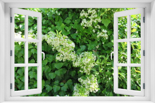Fototapeta Naklejka Na Ścianę Okno 3D - Arbusto fiori bianchi