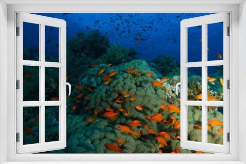 Fototapeta Naklejka Na Ścianę Okno 3D - School of sea goldie fish swim inside the coral garden in a dramatic light