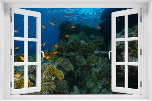 Fototapeta Naklejka Na Ścianę Okno 3D - Sea goldie fish swim inside the coral garden in Sharks reef