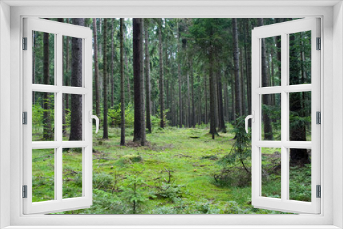 Fototapeta Naklejka Na Ścianę Okno 3D - Wald 01
