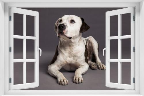 Fototapeta Naklejka Na Ścianę Okno 3D - Pit Bull Dog Studio Portrait