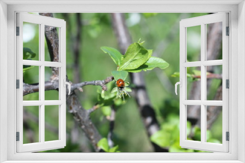 Fototapeta Naklejka Na Ścianę Okno 3D - blooming orchard