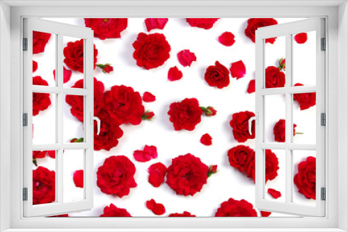 Red roses on white